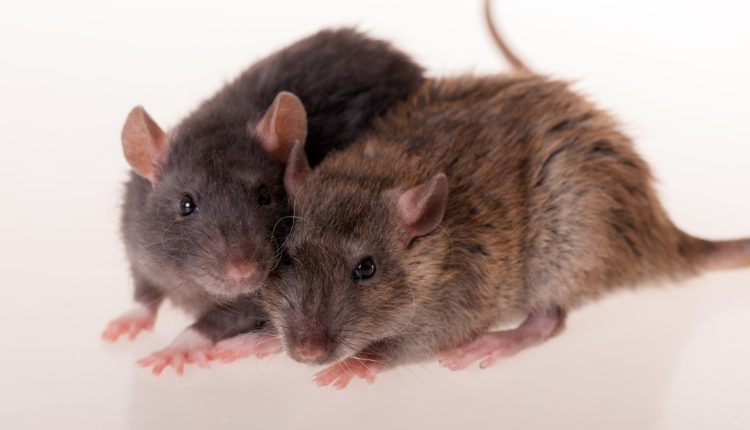 hodowcy-szczurow-co-musisz-wiedziec