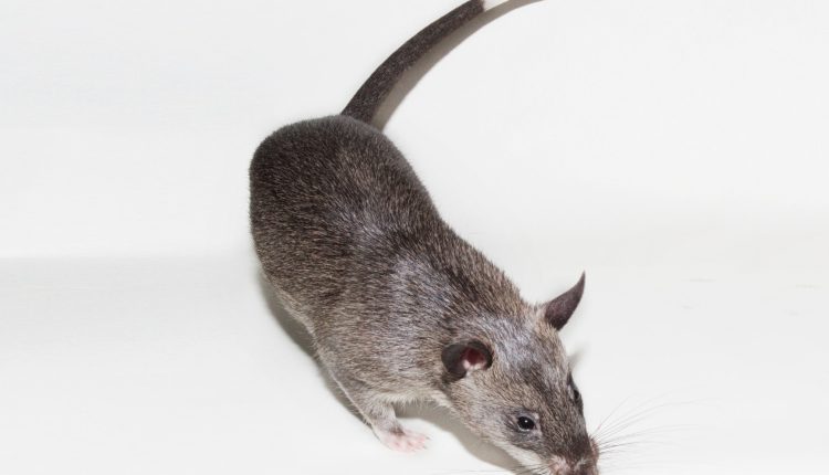 szczur-gambijski2