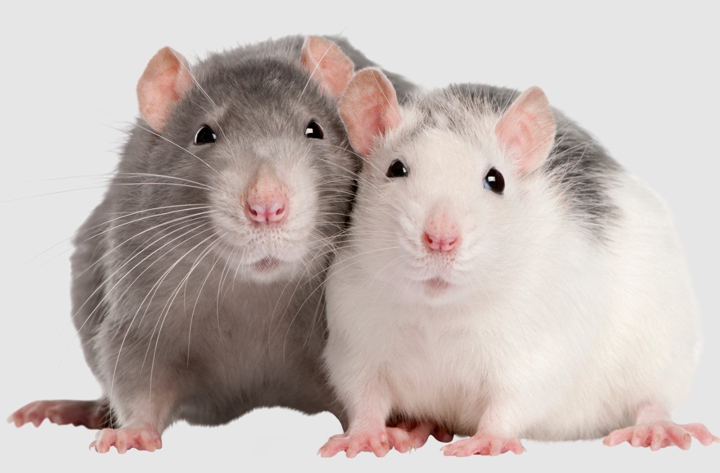 szczury-samiec-czy-samica