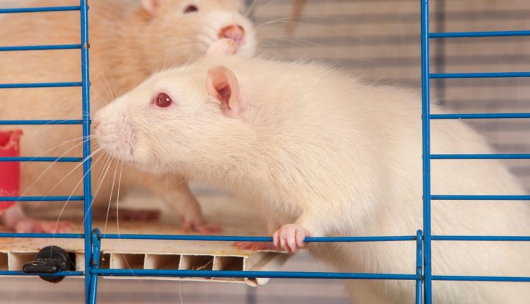 wszystko-o-szczurach